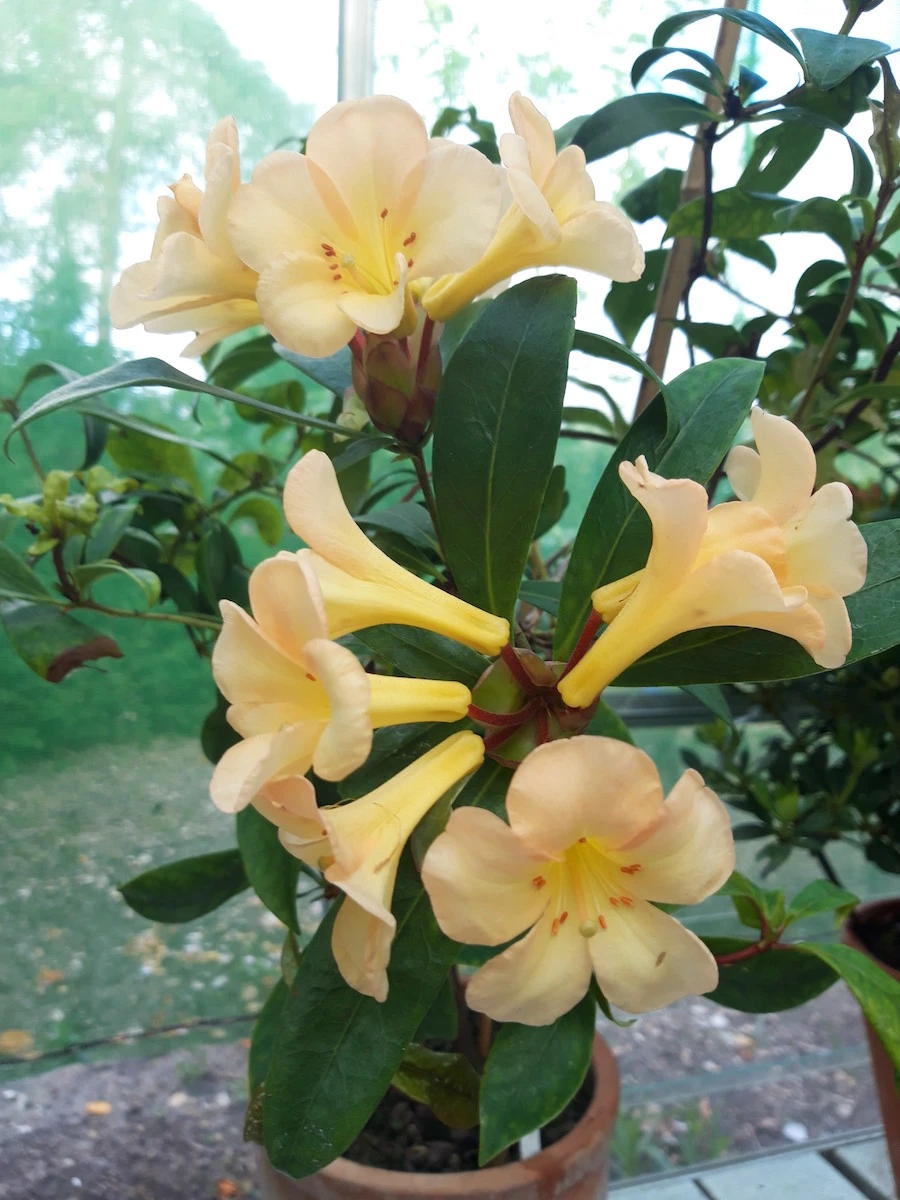 laetum Vireya